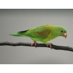 Orange-chinned Parakeet. Photo by Barry Ulman. All rights reserved.
