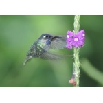 Violet-headed Hummingbird on Vervain blossom. Photo by Barry Ulman. All rights reserved.