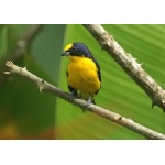Thick-billed Euphonia. Photo by Barry Ulman. All rights reserved.