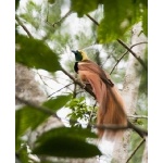 Raggiana Bird-of-Paradise. Photo by Dave Semler. All rights reserved.