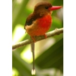 Brown-headed Paradise-Kingfisher. Photo by Adam Riley. All rights reserved.