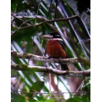 Rufous-bellied Kookaburra. Photo by Rick Taylor. Copyright Borderland Tours. All rights reserved.