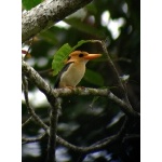Yellow-billed Kingfisher. Photo by Rick Taylor. Copyright Borderland Tours. All rights reserved.