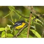 Black-breasted Boatbill. Photo by Dave Semler. All rights reserved.