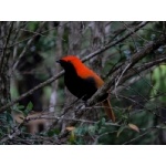 Crested Bird-of-Paradise. Photo by Rick Taylor. Copyright Borderland Tours. All rights reserved.