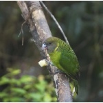 Brehm's Tiger-Parrot. Photo by Dave Semler. All rights reserved.