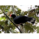 Razor-billed Curassow. Photo by Joe and Marcia Pugh. All rights reserved.