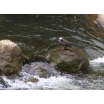 Male Torrent Duck in Urubamba River Gorge. Photo by Joe and Marcia Pugh. All rights reserved.