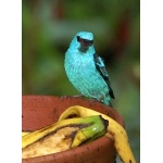 Blue-and-black Tanager at Machu Picchu. Photo by Joe and Marcia Pugh. All rights reserved.