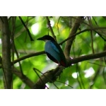 Azure-breasted Pitta. Photo by David Shackelford. All rights reserved
