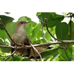 Puerto Rican Lizard-Cuckoo. Photo by Gabriel Lugo. All rights reserved.