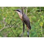 Mangrove Cuckoo. Photo by Julio Salgado. Copyright Julio Salgado. All rights reserved. 