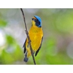 Male Antillean Euphonia. Photo by Julio Salgado. Copyright Julio Salgado. All rights reserved. 