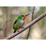 Puerto Rican Tody. Photo by Julio Salgado. Copyright Julio Salgado. All rights reserved. 