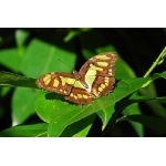 Malachite Butterfly. Photo by Julio Salgado. Copyright Julio Salgado. All rights reserved. 