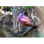 Key West Quail-Dove. Photo by Julio Salgado. Copyright Julio Salgado. All rights reserved. 