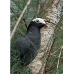 White-crowned Pigeon. Photo by Gabriel Lugo. All rights reserved.