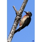 Puerto Rican Woodpecker. Photo by Gabriel Lugo. All rights reserved.