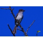 Puerto Rican Flycatcher. Photo by Julio Salgado. Copyright Julio Salgado. All rights reserved. 