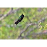 Antillean Crested Hummingbird. Photo by Julio Salgado. Copyright Julio Salgado. All rights reserved. 