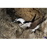 Bridled Terns. Photo by Gabriel Lugo. All rights reserved.