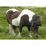Shetland Pony. Photo by Rick Taylor. Copyright Borderland Tours. All rights reserved.