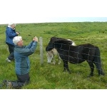 Photographing Shetland Ponies. Photo by Rick Taylor. Copyright Borderland Tours. All rights reserved.