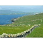 Rock-walled sheep paddock, Shetland Islands. Photo by Rick Taylor. Copyright Borderland Tours. All rights reserved.