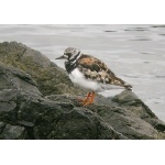Ruddy Turnstone. Photo by Richard Fray. All rights reserved.