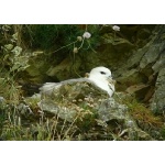 Northern Fulmar. Photo by Rob Fray. All rights reserved.