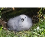 Northern Fulmar chick. Photo by Rob Fray. All rights reserved.