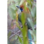 Russet-crowned Motmot. Photo by Dave MacKay. All rights reserved.