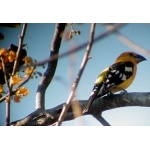 Yellow Grosbeak. Photo by Dave MacKay. All rights reserved.