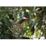 Rose-throated Becard. Photo by Dave MacKay. All rights reserved.