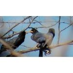 Purplish-backed Jays. Photo by Dave MacKay. All rights reserved.