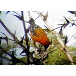 Streak-backed Oriole. Photo by Dave MacKay. All rights reserved.