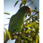 White-fronted Parrot. Photo by Dave MacKay. All rights reserved.