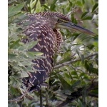 Bare-throated Tiger-Heron. Photo by Dave MacKay. All rights reserved.