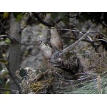 Spotted Wrens. Photo by Dave MacKay. All rights reserved.