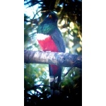 Mountain Trogon. Photo by Dave MacKay. All rights reserved.