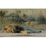 African Lion lying. Photo by Rick Taylor. Copyright Borderland Tours. All rights reserved.