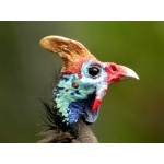 Helmeted Guineafowl. Photo by Adam Riley. All rights reserved.