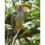 Southern Yellow-billed Hornbill. Photo by Rick Taylor. Copyright Borderland Tours. All rights reserved.