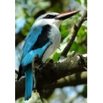 Woodland Kingfisher. Photo by Rick Taylor. Copyright Borderland Tours. All rights reserved.