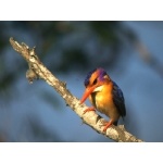 African Pygmy-Kingfisher. Photo by Rick Taylor. Copyright Borderland Tours. All rights reserved.