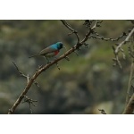 Greater Double-collared Sunbird. Photo by Rick Taylor. Copyright Borderland Tours. All rights reserved.