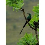 Malachite Sunbird. Photo by Rick Taylor. Copyright Borderland Tours. All rights reserved.