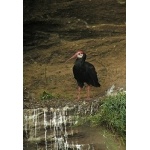 Southern Bald Ibis. Photo by Rick Taylor. Copyright Borderland Tours. All rights reserved.