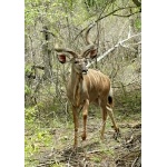 Greater Kudu bull. Photo by Rick Taylor. Copyright Borderland Tours. All rights reserved.