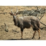 Nyala bull. Photo by Rick Taylor. Copyright Borderland Tours. All rights reserved.
